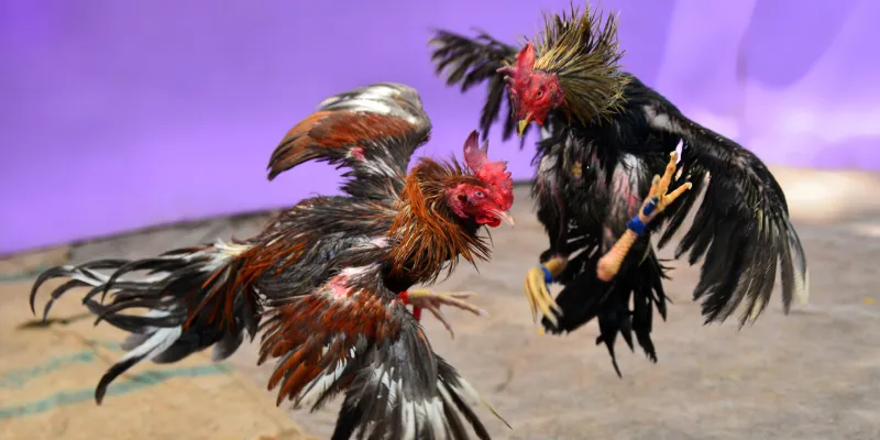 Trực Tiếp Đá Gà C3 - Đấu Trường Kịch Tính Bậc Nhất Tại QQ88 5 Một trận đấu mang đến các giai đoạn vô cùng chuyên nghiệp