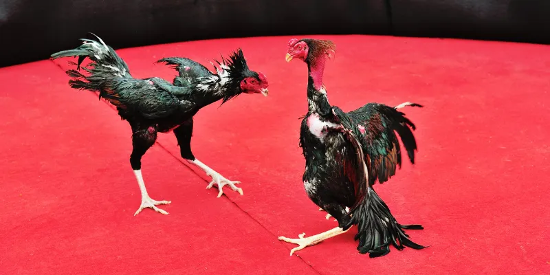 Trực Tiếp Đá Gà C3 - Đấu Trường Kịch Tính Bậc Nhất Tại QQ88 4 Trực tiếp Đá Gà C3 mang đến những trận đấu đỉnh cao